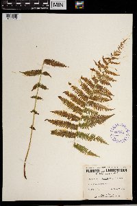 Thelypteris noveboracensis image