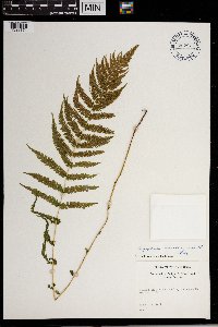 Thelypteris noveboracensis image