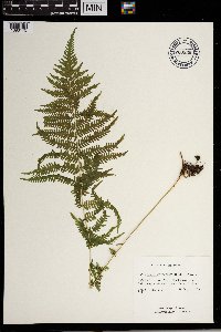 Thelypteris noveboracensis image
