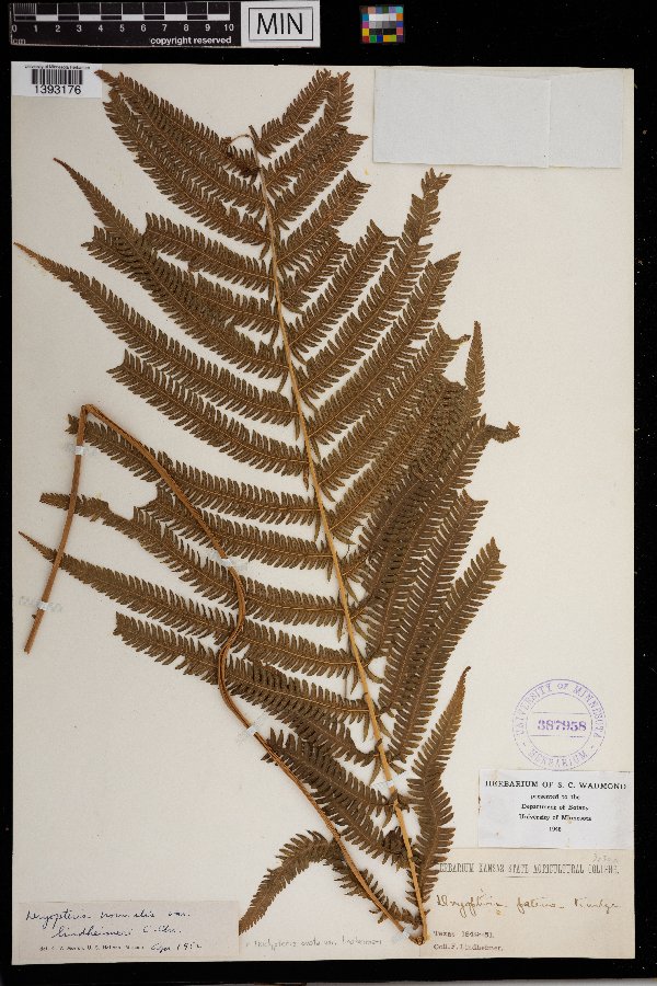Thelypteris ovata image