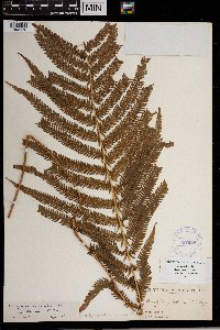 Media resource of Thelypteris ovata
