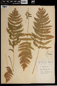 Thelypteris palustris image