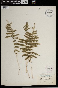 Thelypteris palustris image