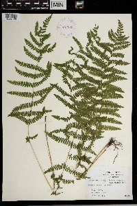 Thelypteris palustris image