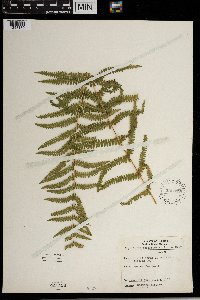 Thelypteris palustris image