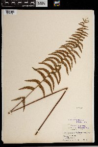 Thelypteris palustris image