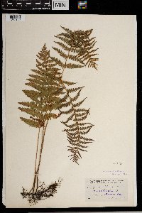 Thelypteris palustris image