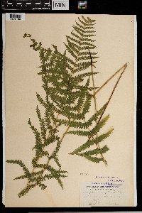 Thelypteris palustris image