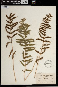 Thelypteris palustris image