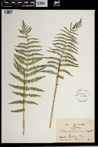 Thelypteris palustris image
