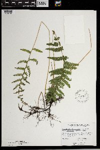 Thelypteris palustris image