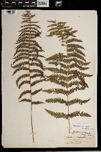 Thelypteris palustris image