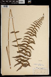 Thelypteris palustris image