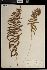 Thelypteris palustris image