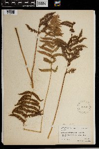 Thelypteris palustris image