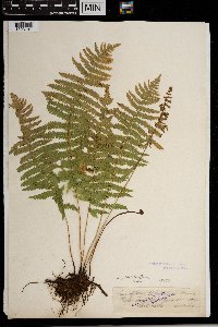 Thelypteris palustris image