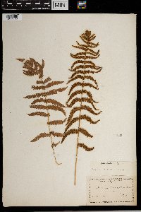 Thelypteris palustris image