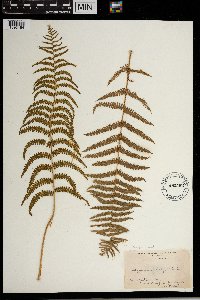 Thelypteris palustris image