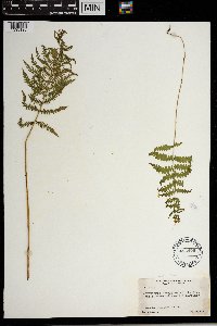 Thelypteris palustris image