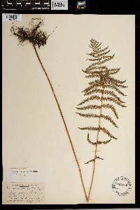 Thelypteris palustris image