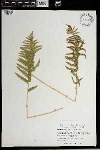 Thelypteris palustris image