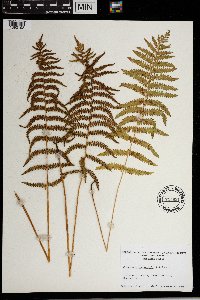 Thelypteris palustris image
