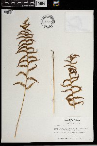 Thelypteris palustris image