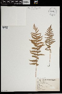 Thelypteris palustris image