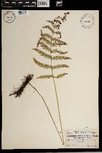 Thelypteris palustris image