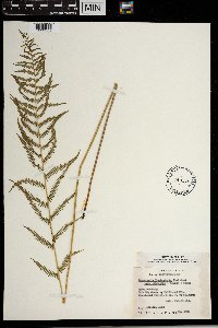 Thelypteris palustris image