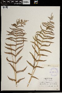 Thelypteris palustris image