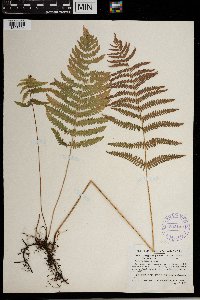 Thelypteris palustris image