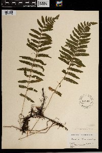 Thelypteris palustris image