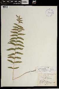 Thelypteris palustris image