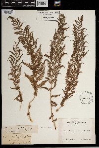 Thelypteris palustris image