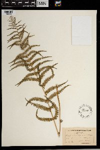 Thelypteris palustris image