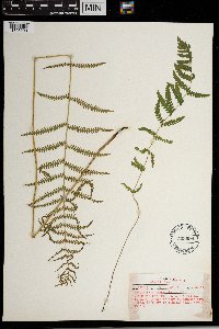Thelypteris palustris image