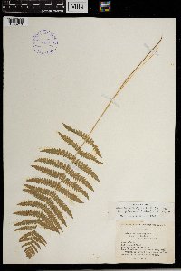 Thelypteris palustris var. pubescens image