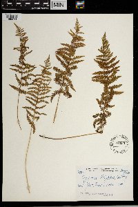 Thelypteris palustris var. pubescens image