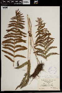 Thelypteris palustris var. pubescens image