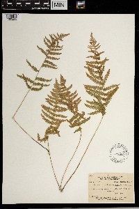 Thelypteris palustris var. pubescens image