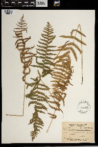 Thelypteris palustris var. pubescens image