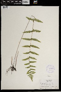 Thelypteris palustris var. pubescens image