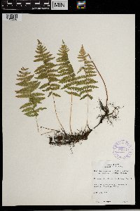 Thelypteris palustris var. pubescens image