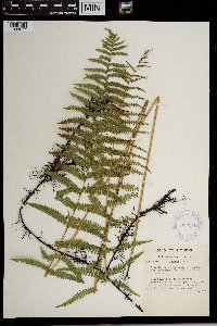 Thelypteris palustris var. pubescens image