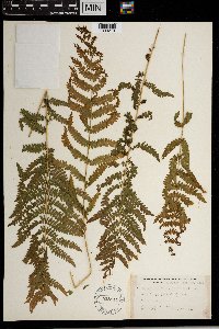 Thelypteris palustris var. pubescens image