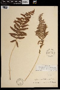 Thelypteris palustris var. pubescens image