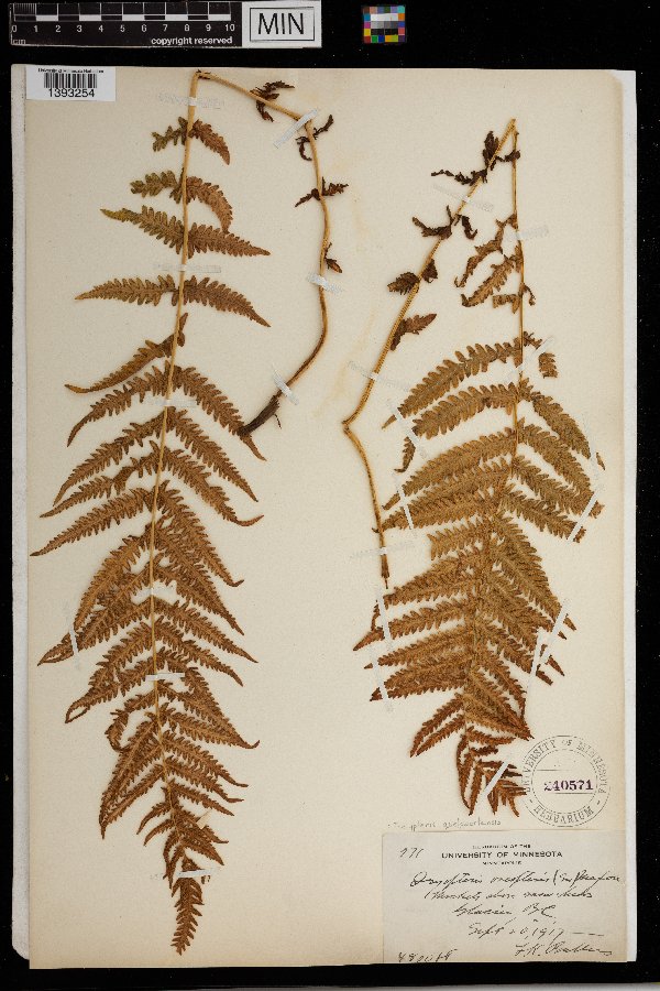 Thelypteris quelpartensis image