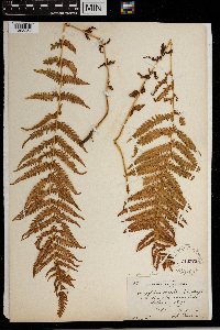 Media resource of Thelypteris quelpartensis