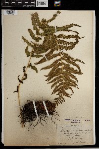 Thelypteris quelpartensis image